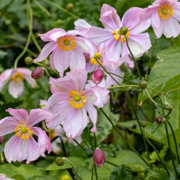 Anémone du Japon Crispa - Anemone hupehensis Lady Gilmour