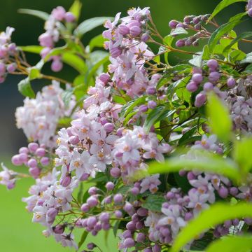Anémone japonaise Mont Rose