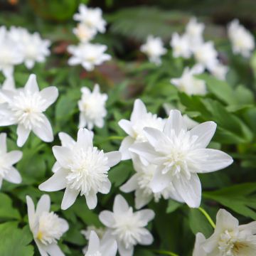 Anémone nemorosa Vestal - Anémone des bois