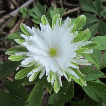 Anemone nemorosa Bracteata Plena*