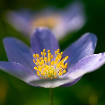 Anemone nemorosa Royal Blue - Anémone des bois