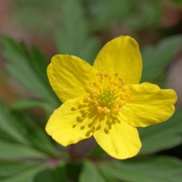 Anemone ranunculoides - Anémone fausse renoncule