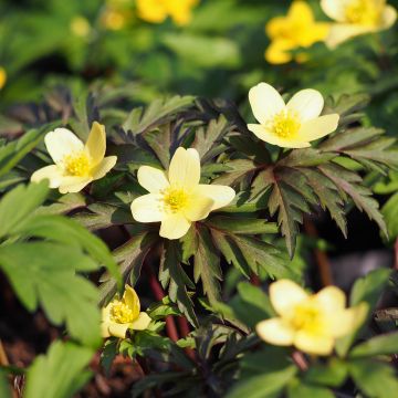 Anemone x lipsiensis - Anémone des bois