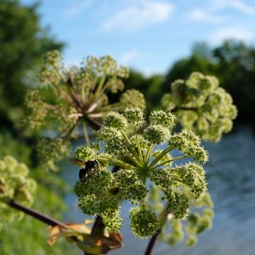 Angélique, Angelica atropurpurea