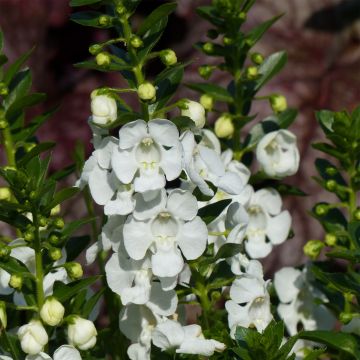 Angélonia Angelface Carrara White