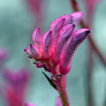 Anigozanthos Bush Pearl