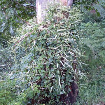 Anredera cordifolia - Liane de Madère