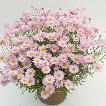 Anthémis Daisy Crazy® Summit Pink - Chrysanthème frutescent