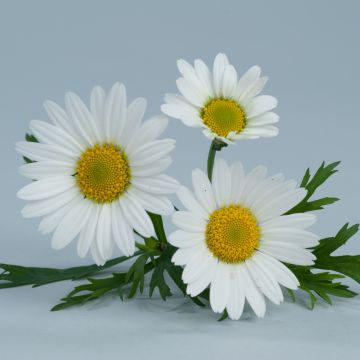 Anthémis Everest®  blanc - Argyranthemum frutescens