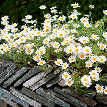 Anthemis punctata ssp. cupaniana