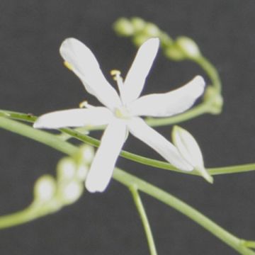 Phalangère à fleurs de lis - Anthericum liliago