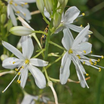 Anthericum ramosum - Phalangère rameuse