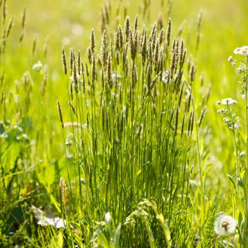 Fétuque des moutons - Festuca ovina