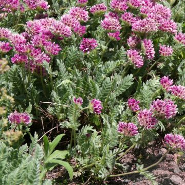 Anthyllis montana Rubra