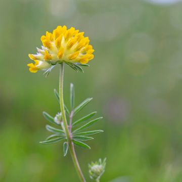 Anthyllis vulneraria - Anthyllide vulnéraire