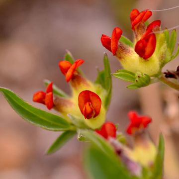 Anthyllis vulneraria var. coccinea, Vulnéraire