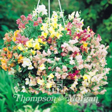 Graines de Muflier nain Chinese Lanterns F1- Antirrhinum majus