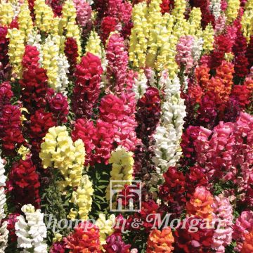 Graines de Muflier nain Dwarf Bedding Mixed - Antirrhinum nanum