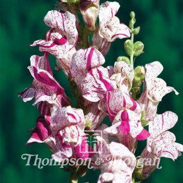 Graines de Muflier Purple Twist F1 - Antirrhinum majus