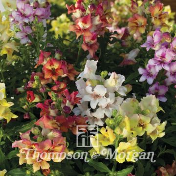 Graines de Muflier hybride Reminiscent Mixed F1 - Antirrhinum majus