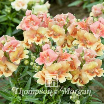 Graines de Muflier nain Twinny Peach F1 - Antirrhinum nanum