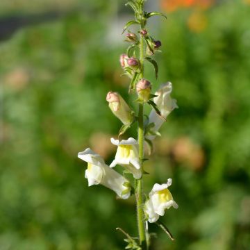 Antirrhinum braun-blanquetii, Muflier