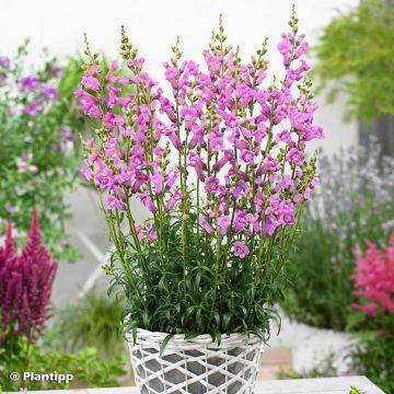 Antirrhinum majus Pretty in Pink® - Muflier.