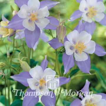 Graines d'Aquilegia caerulea - Ancolie bleue à fleurs précoces