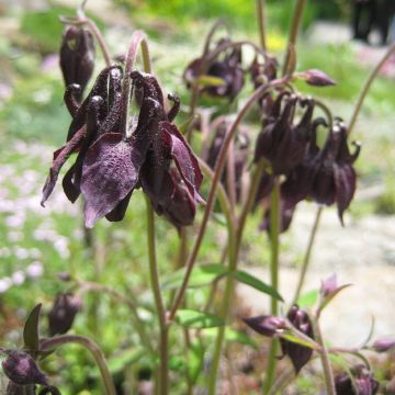 Ancolie Chocolate Soldier - Aquilegia viridiflora