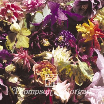 Graines d'Ancolie des jardins Crown Jewels Mixed - Aquilegia x hybrida