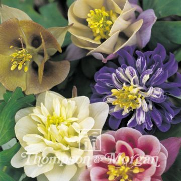 Graines d'Aquilegia Sweet Rainbows - Ancolie des jardins hybride en mélange