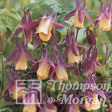 Graines d'Ancolie naine - Aquilegia flabellata f. kurilensis Rosea