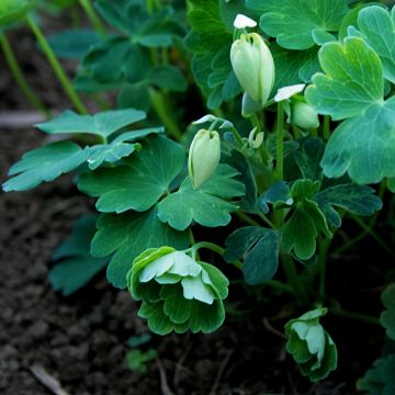 Ancolie, Aquilegia flabellata var. pumila alba