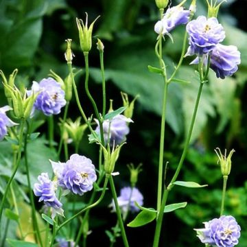 Ancolie hybride - Aquilegia Powder Blue