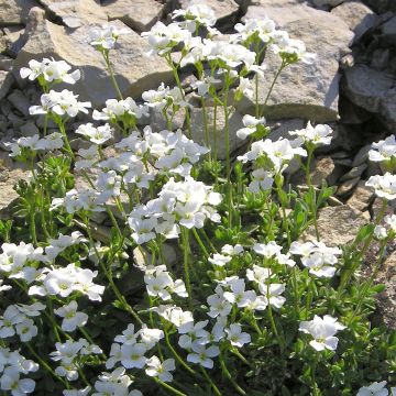 Arabis ferdinandi coburgii - Arabette, Corbeille d'argent