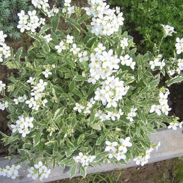 Arabis alpina ssp. caucasica Variegata