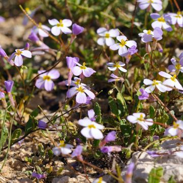 Arabis caucasia Rosea - Arabette du Caucase 