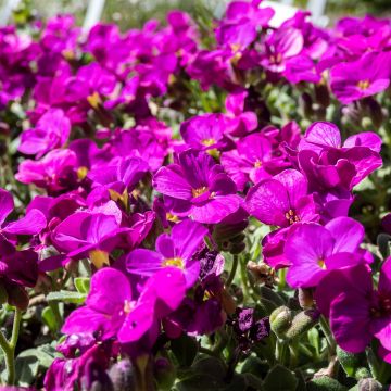 Arabis caucasica Aubris Deep Rose - Arabette du Caucase