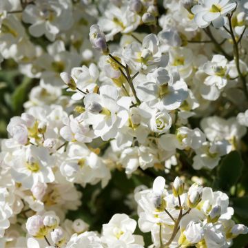 Arabis caucasica Plena - Arabette du Caucase