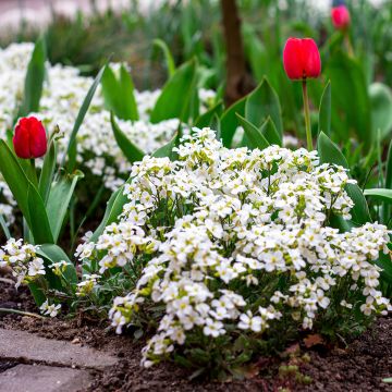 Arabis caucasica Snowball - Corbeille d'argent