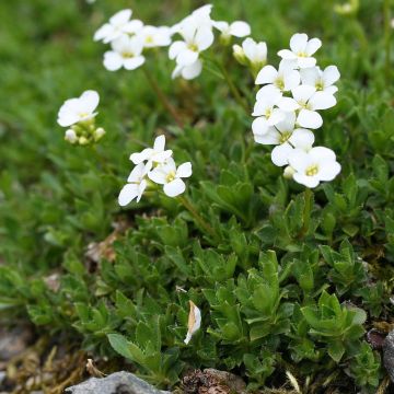 Arabis scopoliana