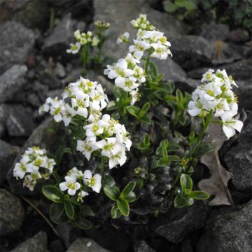 Arabis suendermannii - Arabette