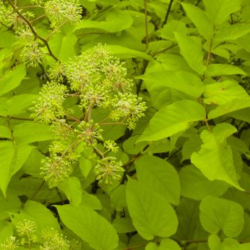 Aralia cordata Sun King - Aralie dorée