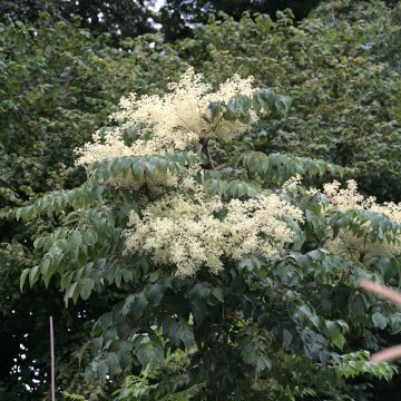 Aralia elata Golden Umbrella - Angélique en arbre