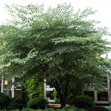 Aralia elata Silver Umbrella (Variegata) - Angélique en arbre