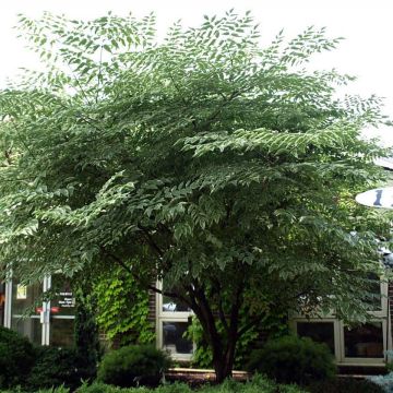 Aralia elata Silver Umbrella (Variegata) - Angélique en arbre