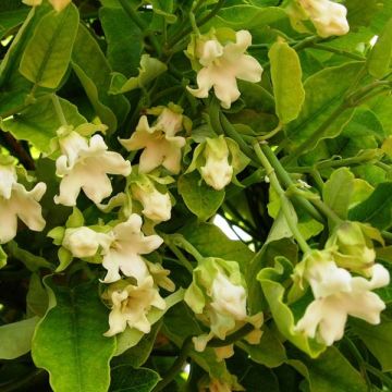 Araujia sericifera Alba - Plante cruelle