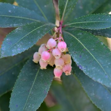 Arbousier Pink Giant 'Nevez' (Atlantic Rose) - Arbutus unedo