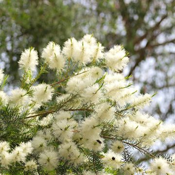 Melaleuca squamea