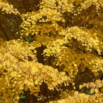 Arbre à caramel - Cercidiphyllum japonicum, en pot de 15L